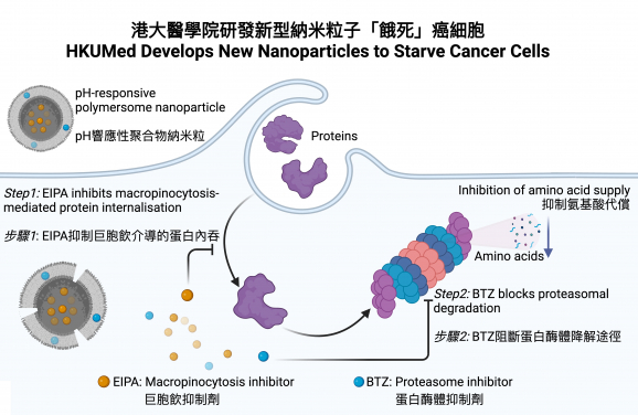 港大醫學院研究團隊設計了一種特殊的納米粒子，能夠釋放藥物來阻止癌細胞內吞及降解癌細胞外部的蛋白質，從而達到腫瘤饑餓治療效果。
 